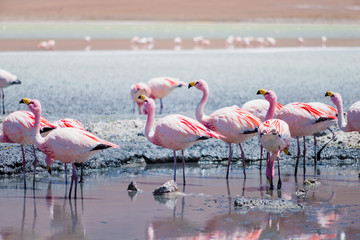 Hedionda lagoon is  located in the south west of Bolivia, not far from the Chilean border, around the climate is very dry and arid and in these stretch of water it's normal to find a lot of flamingos
