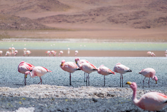 Hedionda lagoon is  located in the south west of Bolivia, not far from the Chilean border, around the climate is very dry and arid and in these stretch of water it's normal to find a lot of flamingos