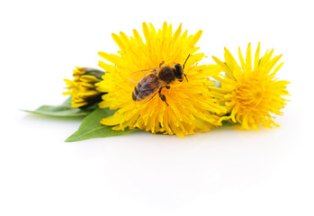 Honeybee and yellow flower © Anatolii