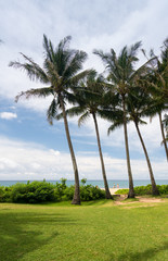 Palm trees frame the ocean near Poipu