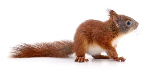 Deurstickers Euraziatische rode eekhoorn. © Anatolii