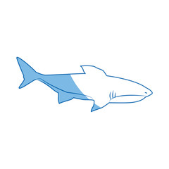 shark marine wild life nature animal vector illustration