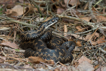 Adder (Vipera berus)/Common European Adder in leaf litter