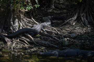Alligators Resting, Big Cypress National Preserve, Florida
