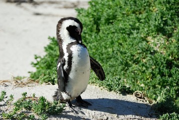 Single Penguin at Cape Peninsula