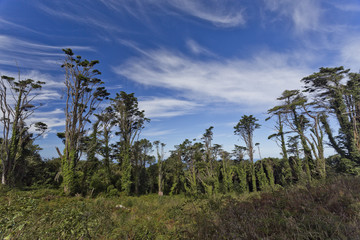Obraz na płótnie Canvas Sintra Forest Pines