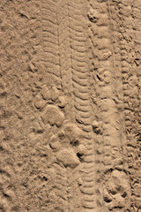 lions' footprints