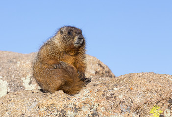 Alpine Marmot - Rocky Mountains National Park, Colorado