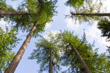 Fototapeta premium Forest sky