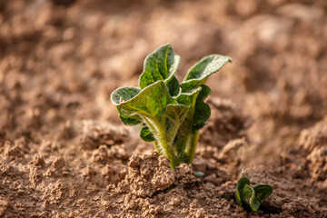 young seedling leaves of potato on the ground