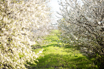 Beautiful flowery garden with white flowers