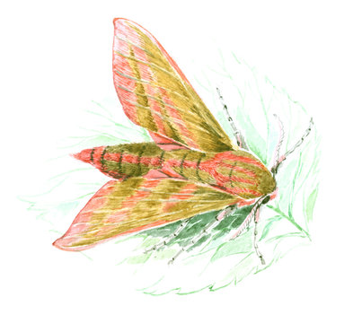 Elephant Hawk, moth, Deilephila elpenor, on a green leaf watercolor illustration on white background
