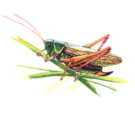 Grasshoper with red lags, sitting on a grass. Realistic watercolor painting on white background.