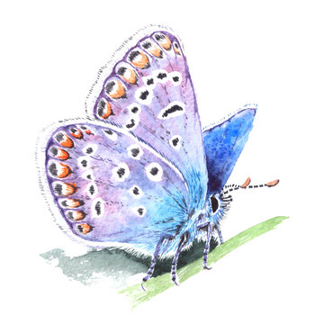 Copper-butterfly (Lycaenidae) realistic watercolor illustration on white background. Beautiful blue butterfly sitting on a grass.