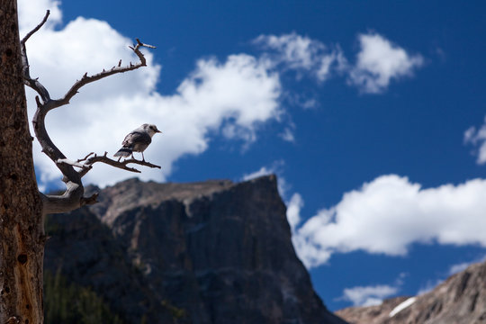 Bird In The Back Country