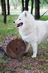 White Samoyed girl dog in the park outdoor in summer