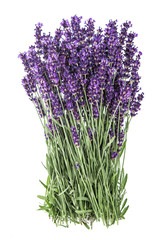 Lavender flowers isolated white background