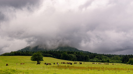 Konie na wypasie Beskid Niski © Krzysztof