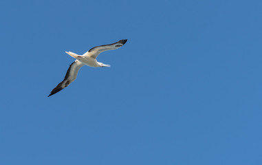 Red footed booby gull flying above Kilauea point Kauai