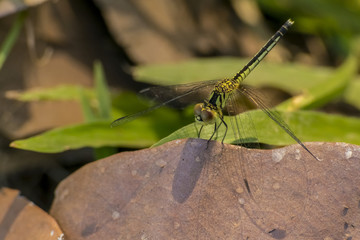 Dragonfly