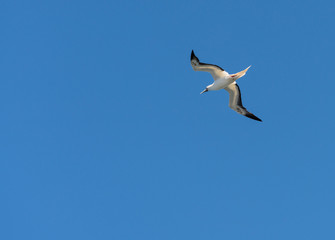 Fototapeta na wymiar Red footed booby gull flying above Kilauea point Kauai