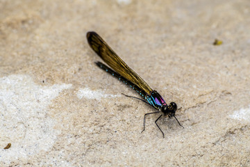 Dragonfly