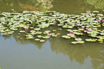 Lily pad in garden