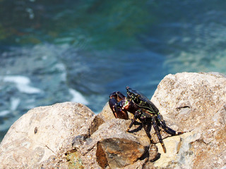 Crab on wet stones in the sun against the sea background. Brachyura
