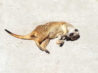 Meerkat pretending to be dead. Lying Suricata suricatta on a gray background