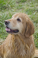 Portrait of a Wet Golden Retriever