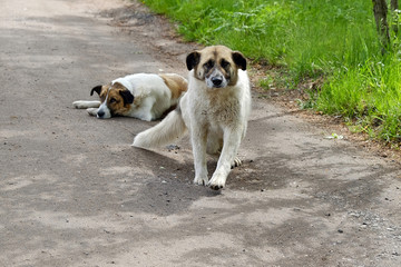 homeless village dog