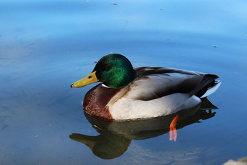 A duck swimming in a pond