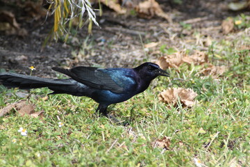 Black Bird
