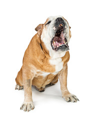 Big English Bulldog Breed Dog Barking