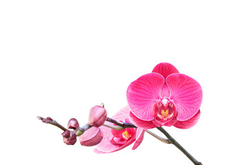 Fototapeta na wymiar Red orchid isolated on white background