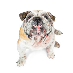 Funny English Bulldog Looking Up Teeth Out