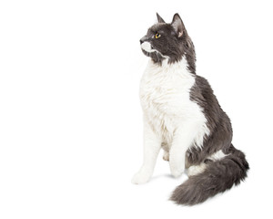 Long-haired Cat Profile With Copy Space