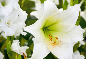 white lily for wedding bouquet