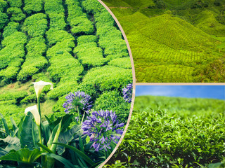 Collage of Malaysia,tea plantation in Cameron highlands
