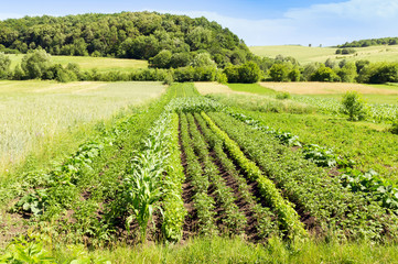 Fototapeta na wymiar Agrarian green summer field