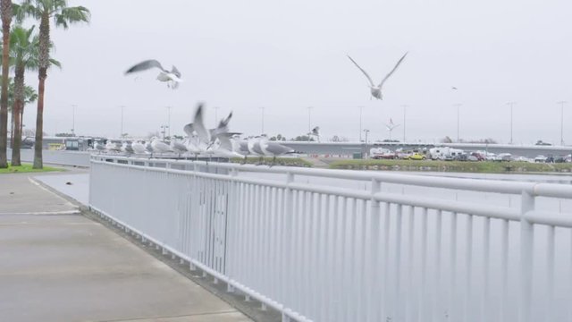 Seagulls fly against wite sky and palm trees on coastline in slow motion on a cloudy day. Summertime,vacation,seaside concept. Fluttering green palm tree leaves, flock of seagulls flying around.
