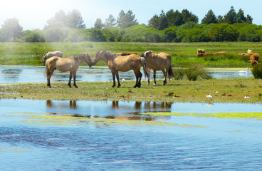 Îlot de tranquillité