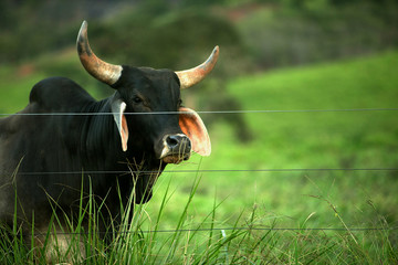 Gado no pasto