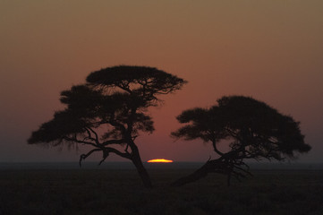 Africa Namibia , Etosha National Park  sunrise
