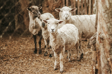 Fototapeta premium mexican sheep in a farm