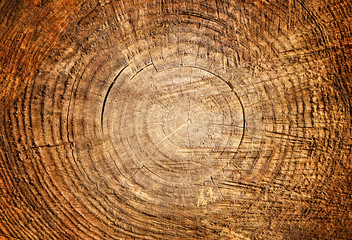 Naklejka premium Smooth cross section of brown tree stump slice. Annual rings on large piece of wood cut fresh from the forest with cracks and grain isolated on white.