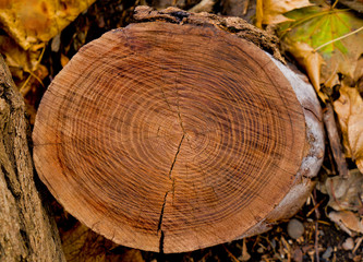 Smooth cross section of brown tree stump slice. Annual rings on large piece of wood cut fresh from the forest with cracks and grain isolated on white.