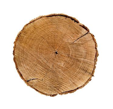 Large circular piece of wood cross section with tree ring texture pattern and cracks isolated on white background.