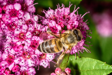 Bee gathering nectar