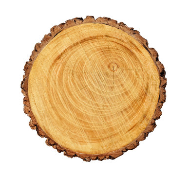 Large circular piece of wood cross section with tree ring texture pattern and cracks isolated on white background.